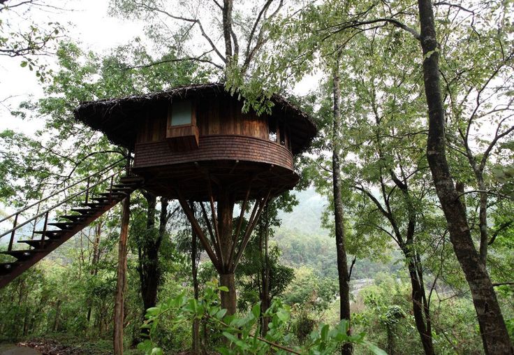 An existing tree supporting a house